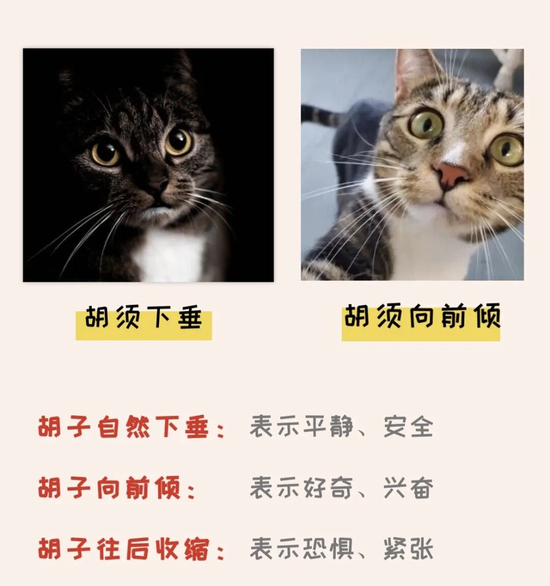 5招教你读懂主子们的小心思！