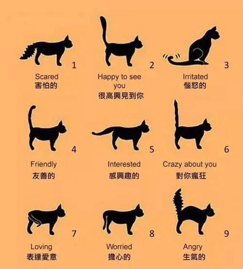 5招教你读懂主子们的小心思！