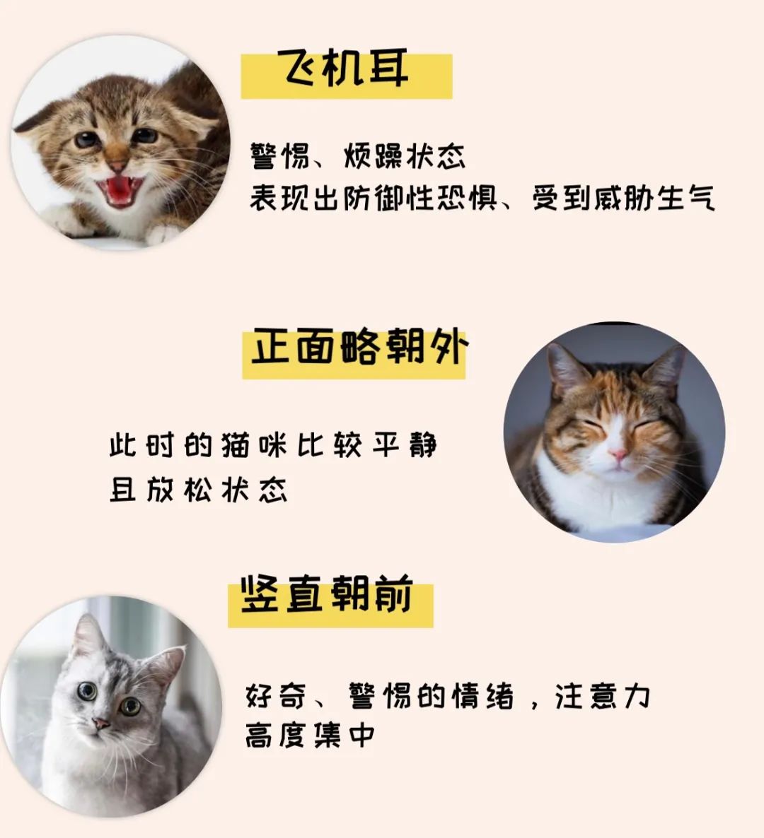 5招教你读懂主子们的小心思! 5招教你读懂主子们的小心思!