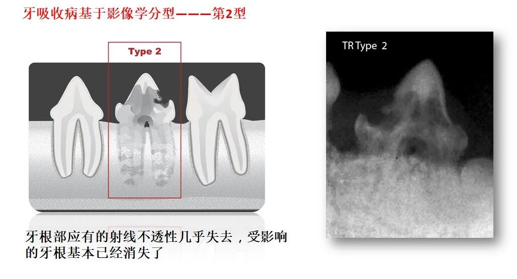 活动篇| 啊，让你的宠物张张嘴