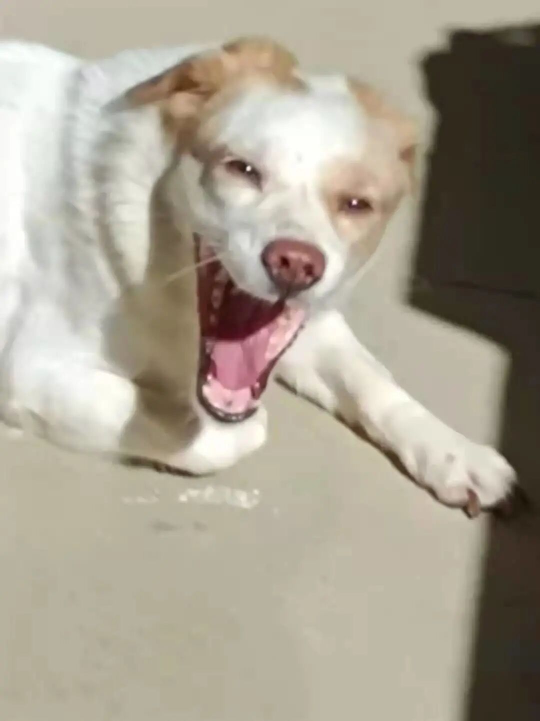 选秀送好礼！看看你家主子上榜了吗？