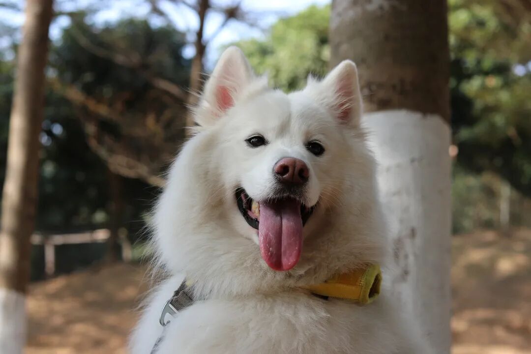 选秀送好礼！看看你家主子上榜了吗？