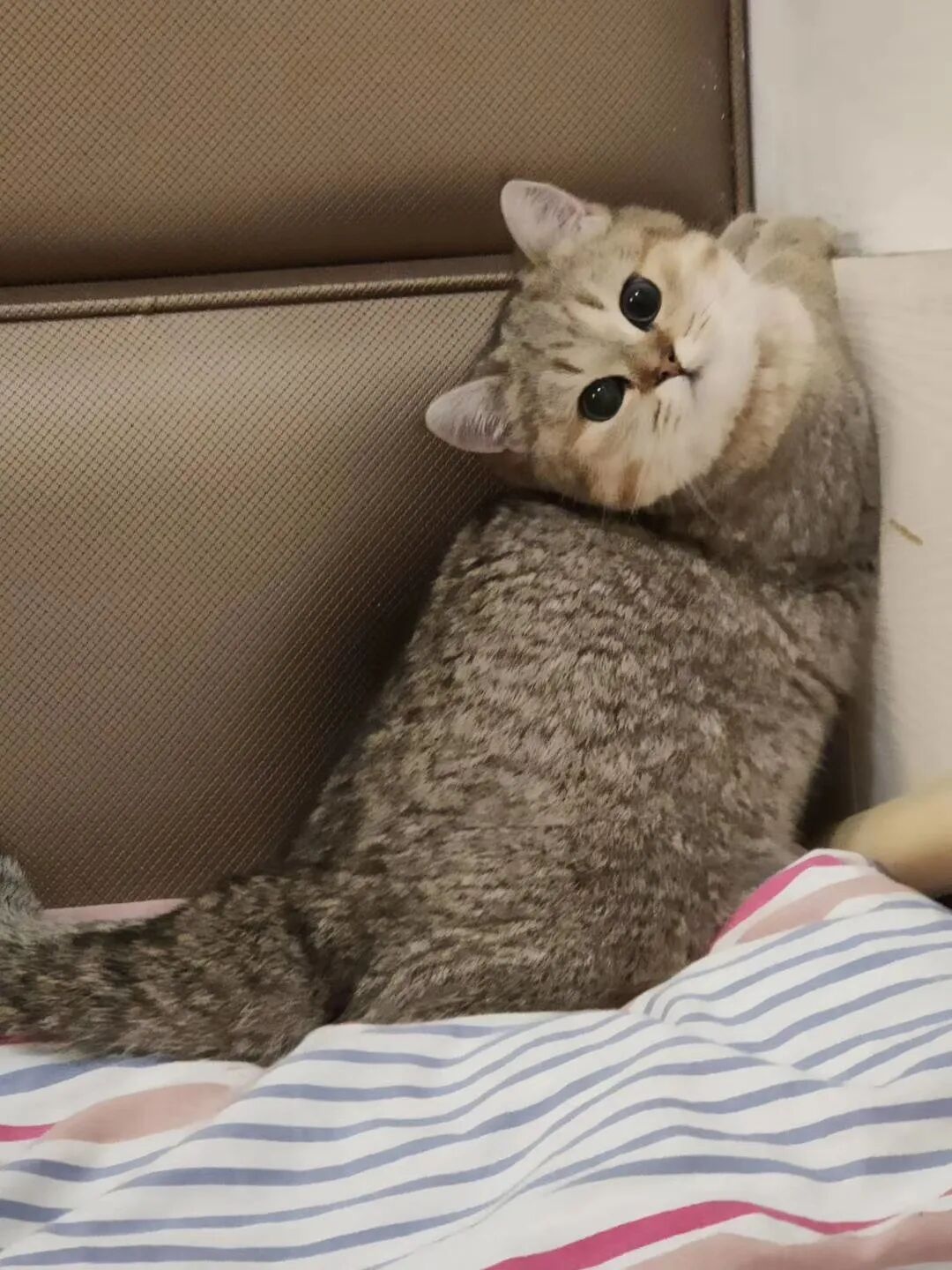 选秀送好礼！看看你家主子上榜了吗？