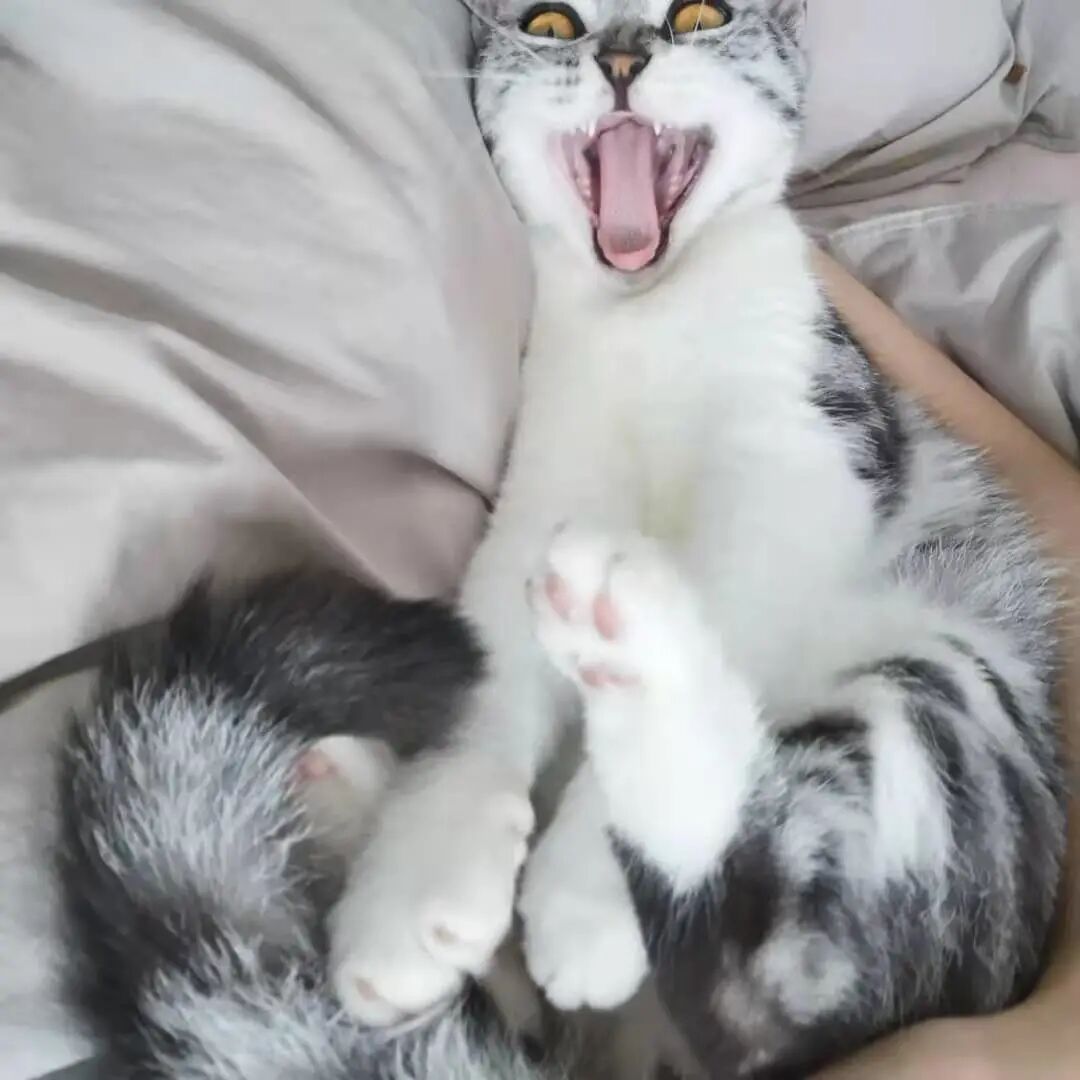 选秀送好礼！看看你家主子上榜了吗？