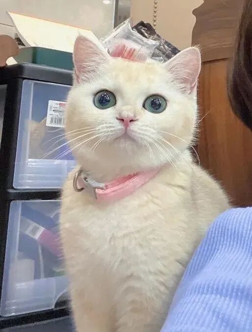 选秀送好礼！看看你家主子上榜了吗？