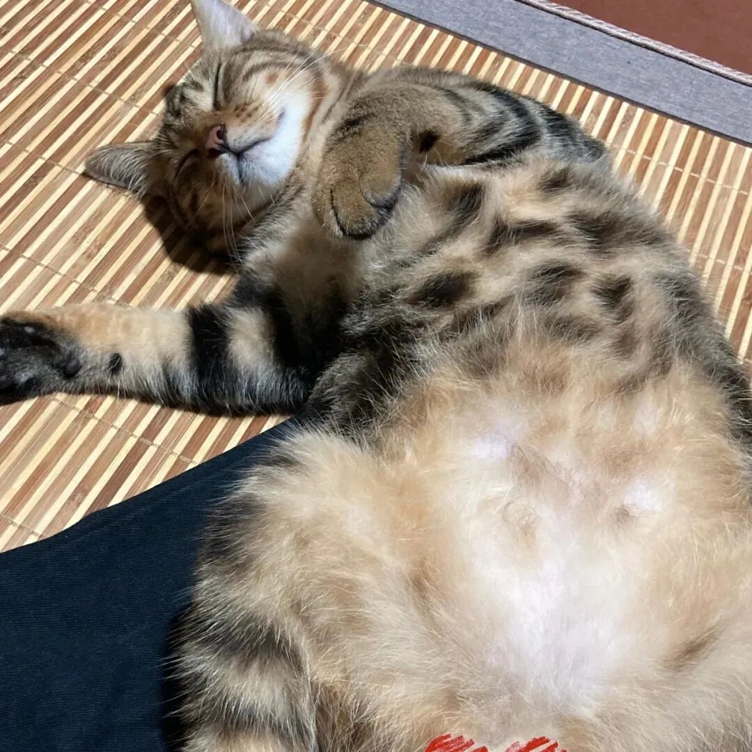 选秀送好礼！看看你家主子上榜了吗？