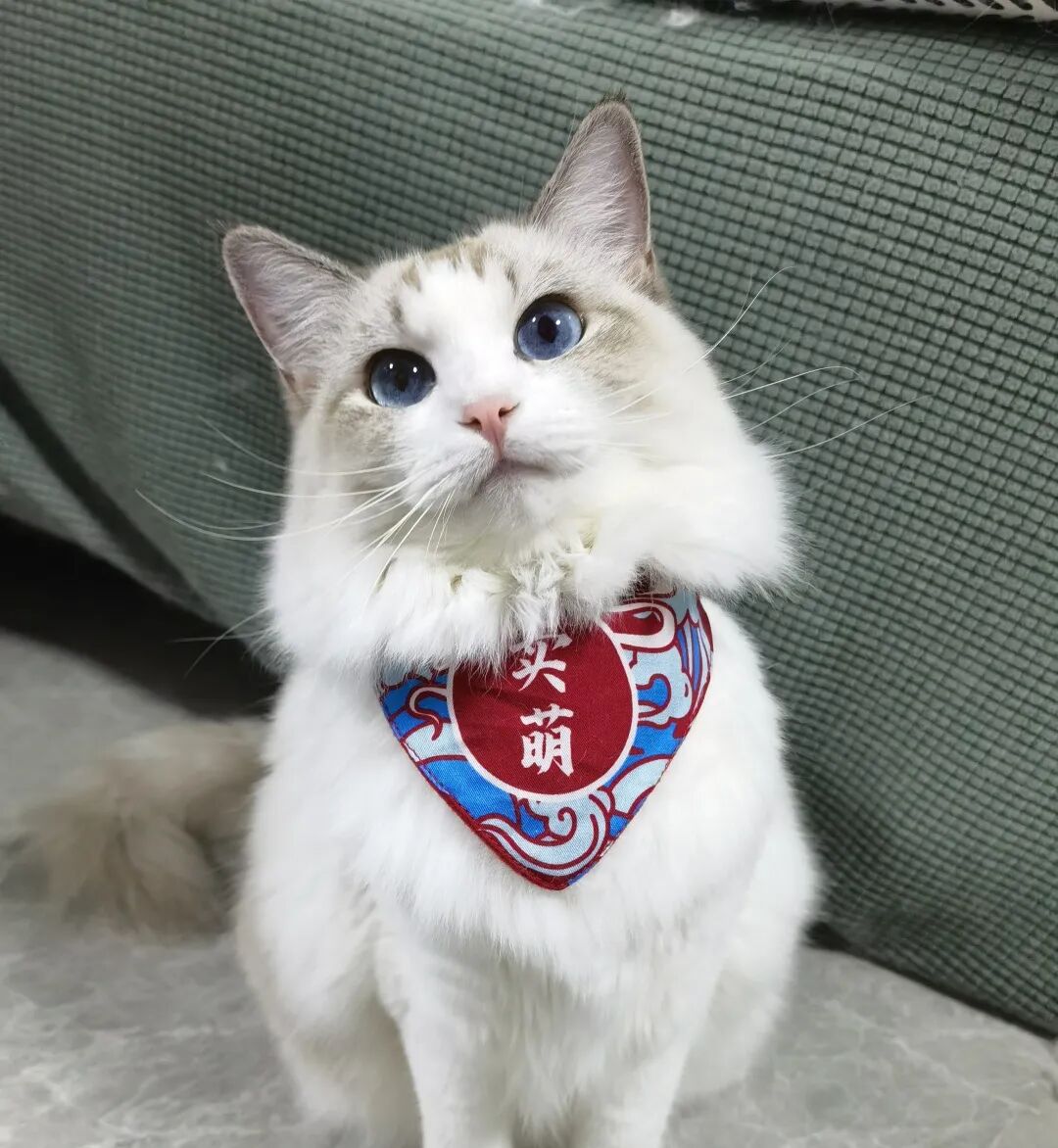 选秀送好礼！看看你家主子上榜了吗？