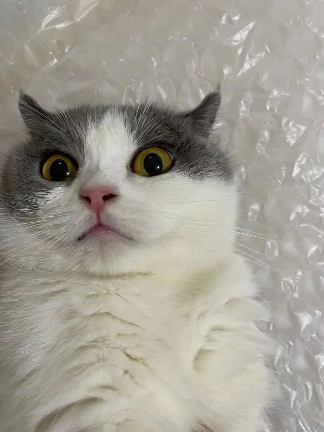 选秀送好礼！看看你家主子上榜了吗？