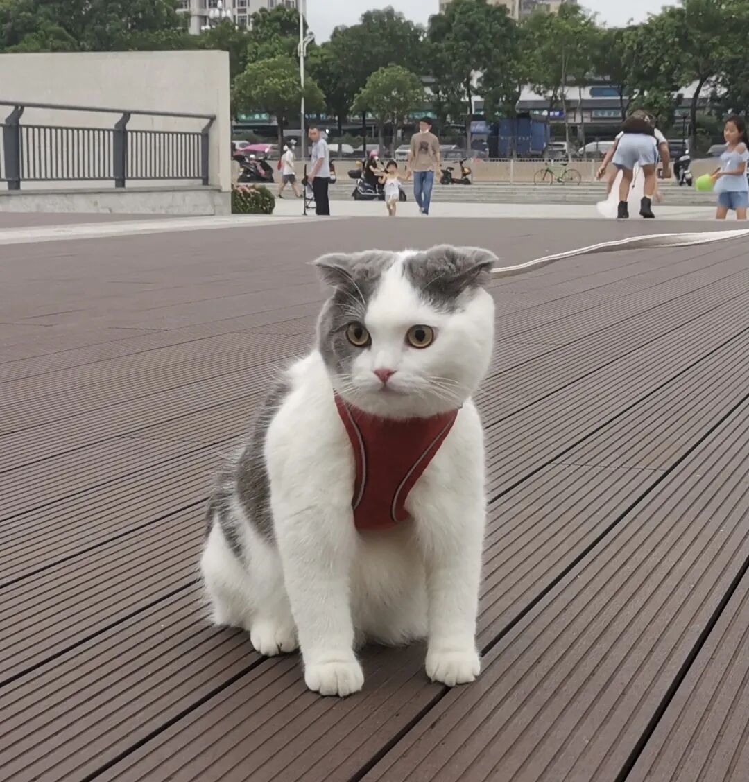 选秀送好礼！看看你家主子上榜了吗？