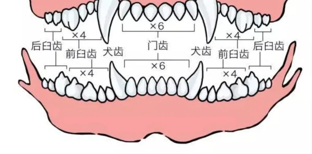 哦？牙齿居然还有这种作用！