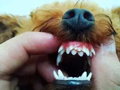 哦？牙齿居然还有这种作用！