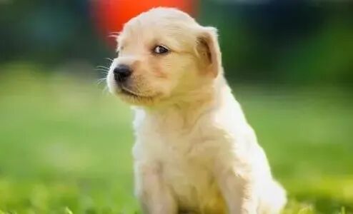 哦？牙齿居然还有这种作用！