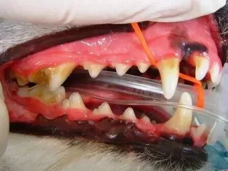 哦？牙齿居然还有这种作用！