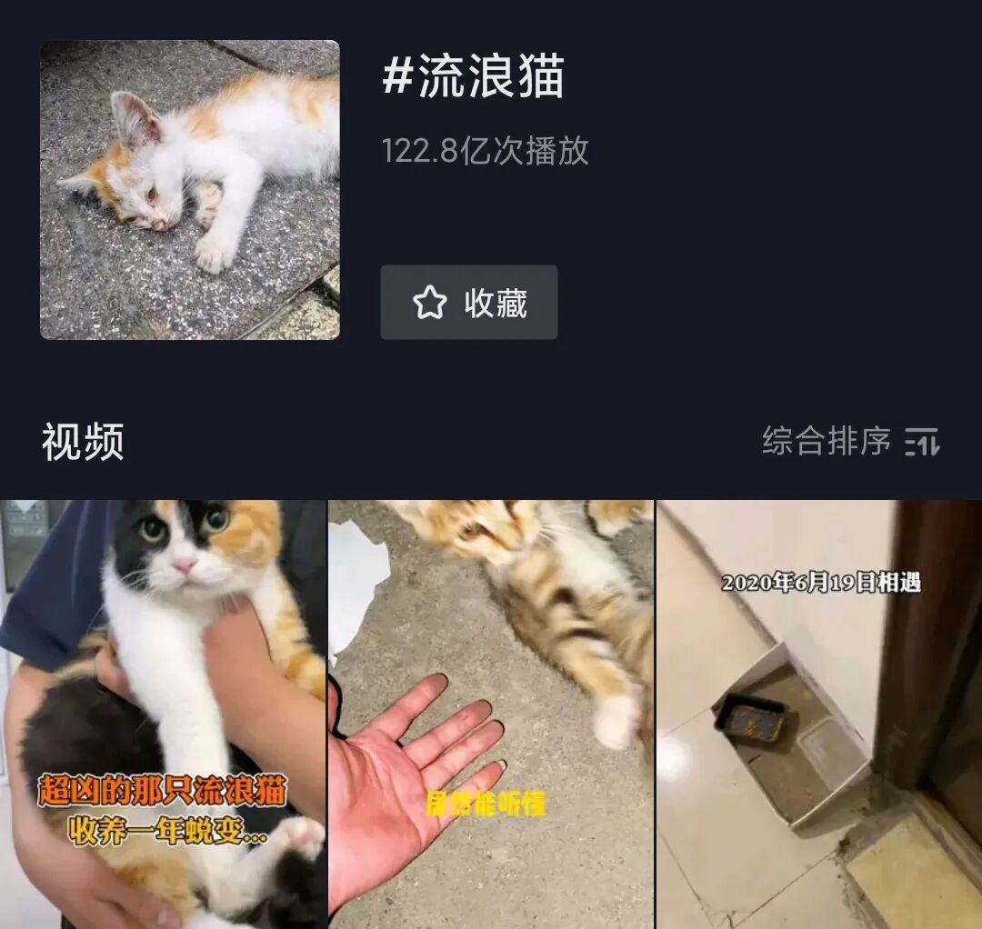 喵声电台| 我有家，我只是迷路了！