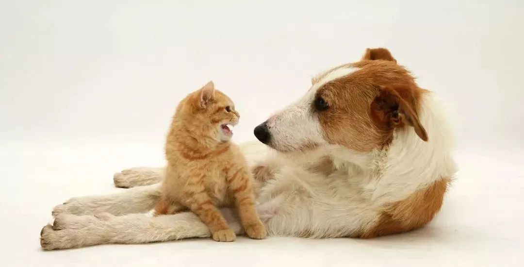 猫狗大战，一触即发