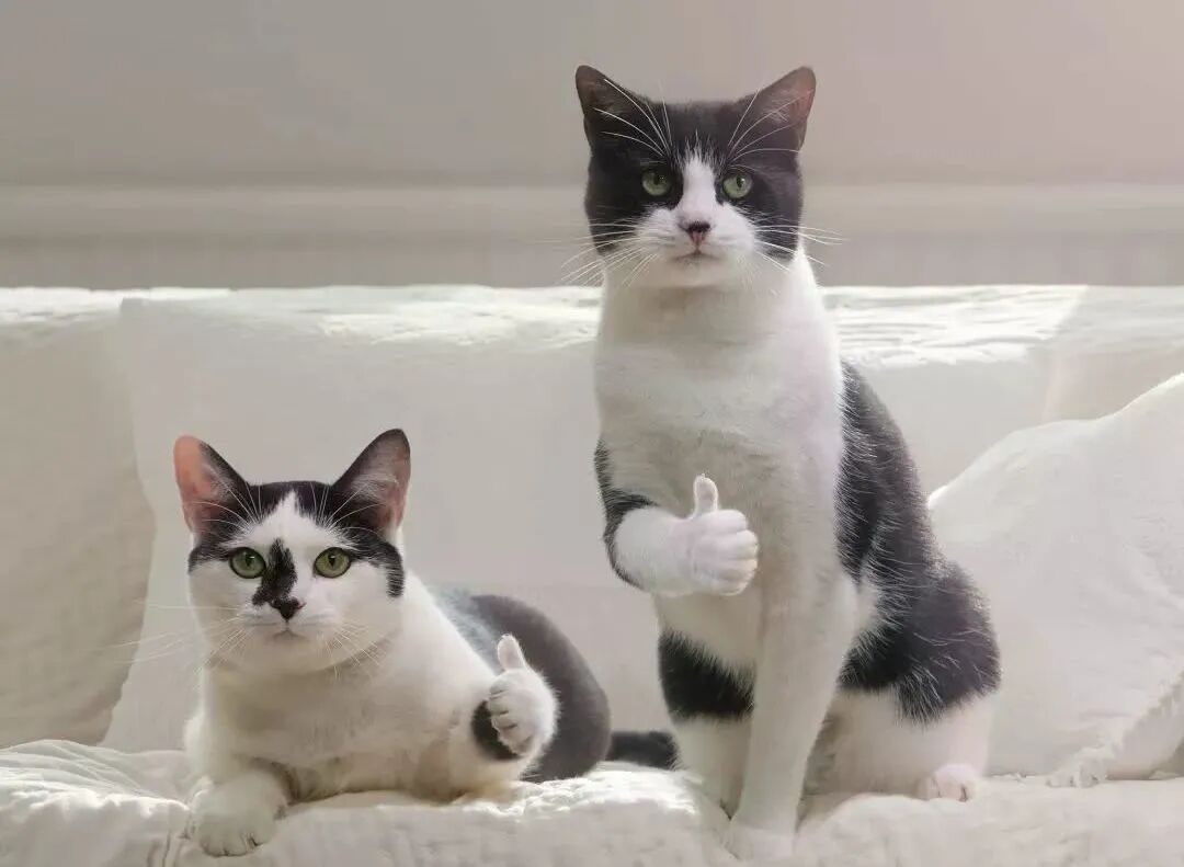 猫狗大战，一触即发