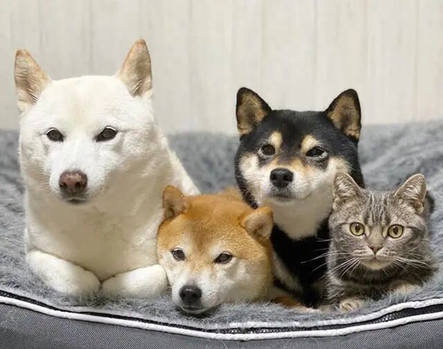 猫狗大战，一触即发