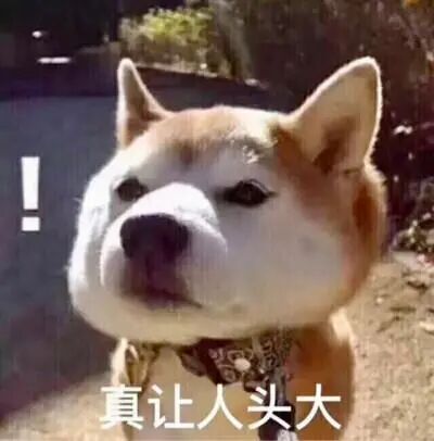 猫狗大战，一触即发