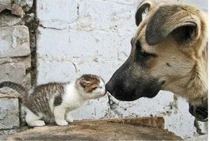 猫狗大战，一触即发