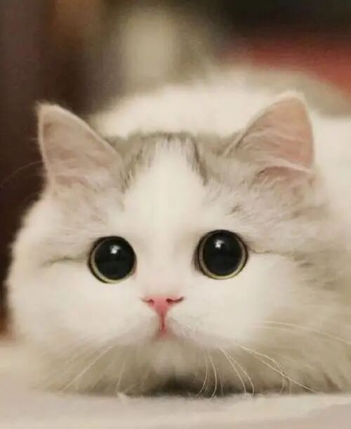 @你家的猫咪：你相信光吗？