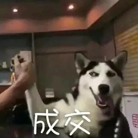 @你家的猫咪：你相信光吗？