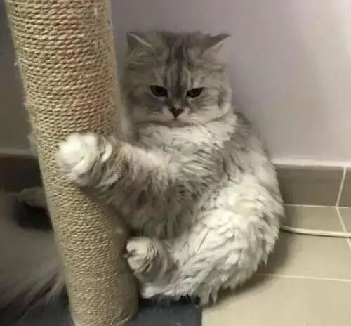 @你家的猫咪：你相信光吗？