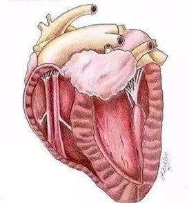 @你家的猫咪：你相信光吗？