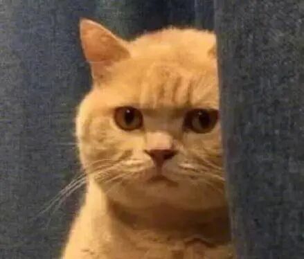 @你家的猫咪：你相信光吗？