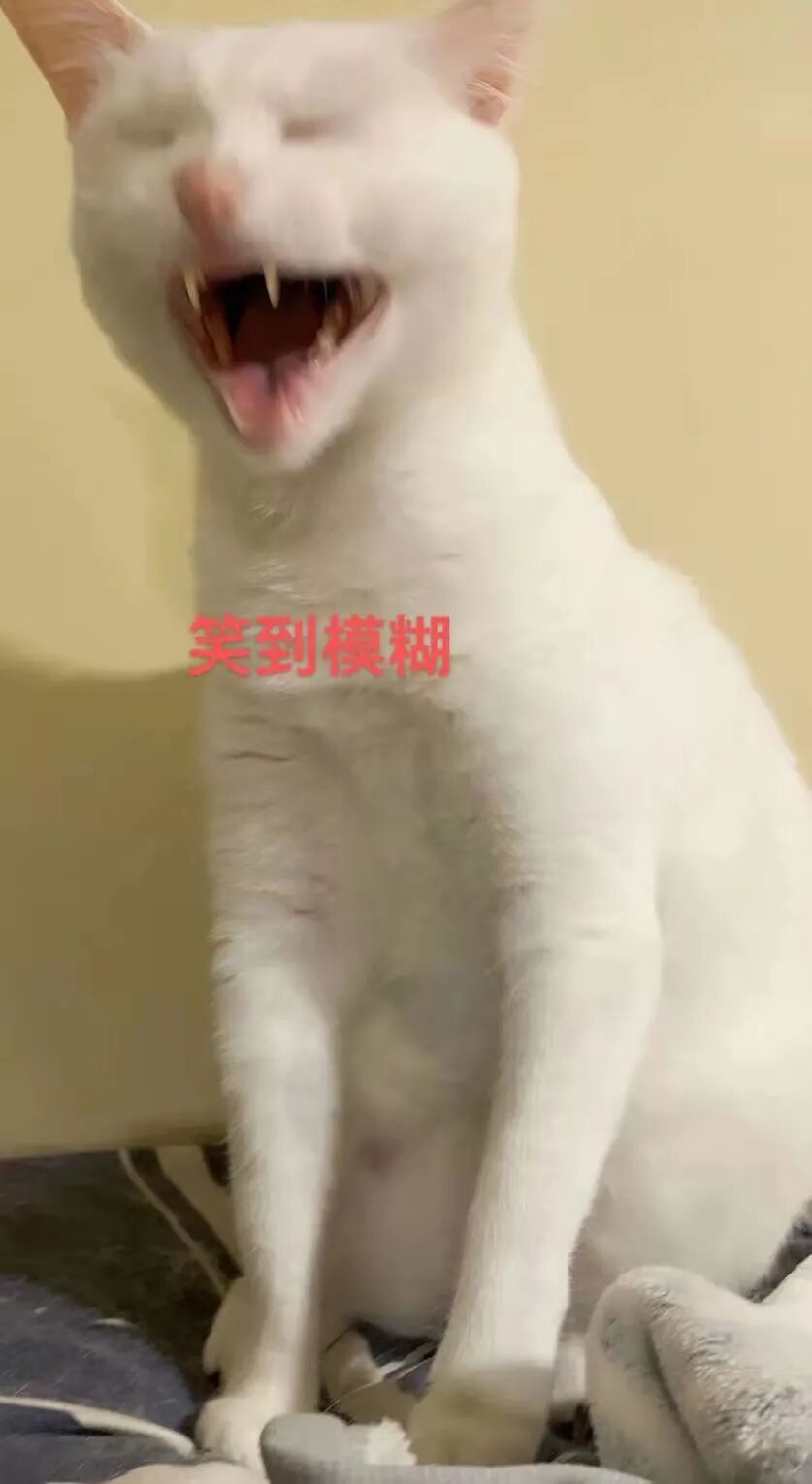 喵界惊现痛苦面具？猫奴们坐不住了！