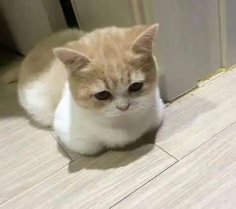 喵界惊现痛苦面具？猫奴们坐不住了！