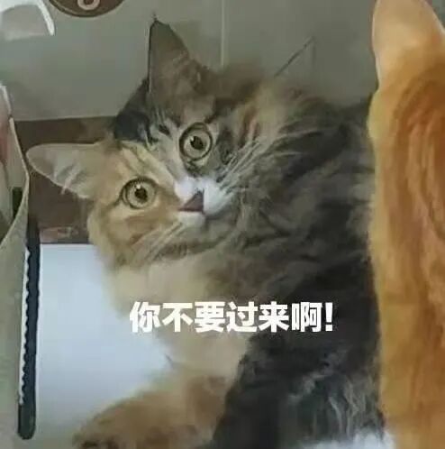 喵界惊现痛苦面具？猫奴们坐不住了！