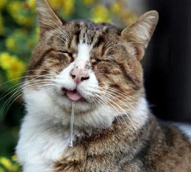 我在网上“淘”了只新猫！