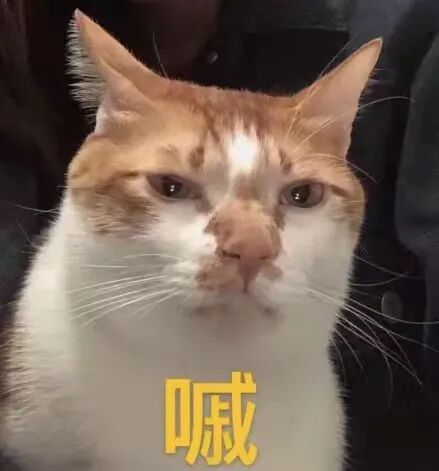 喵界惊现痛苦面具？猫奴们坐不住了！