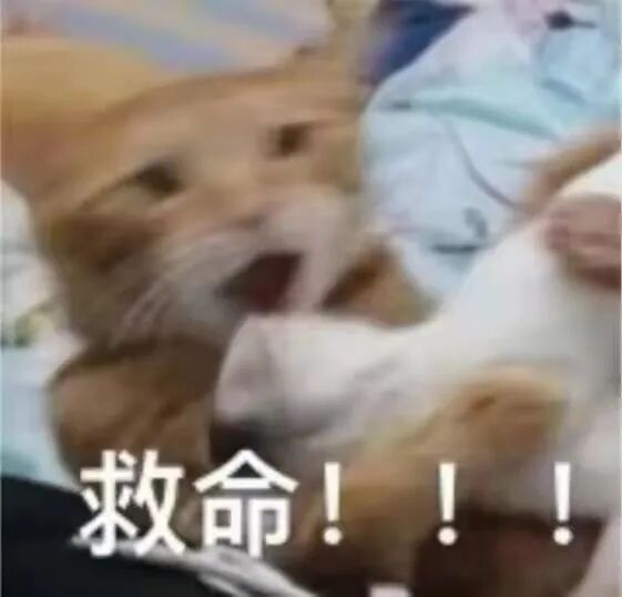 喵界惊现痛苦面具？猫奴们坐不住了！