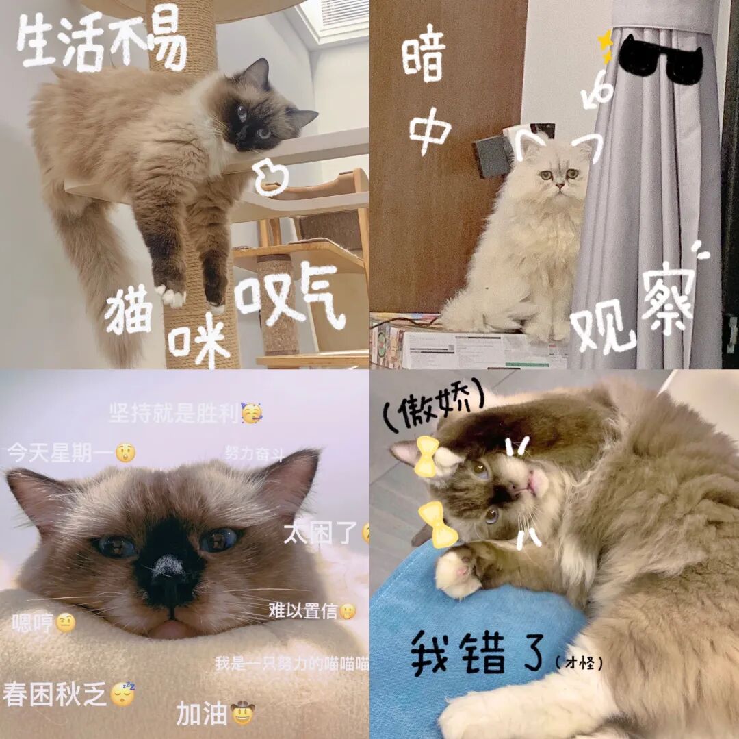 喵界惊现痛苦面具？猫奴们坐不住了！