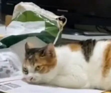 喵界惊现痛苦面具？猫奴们坐不住了！