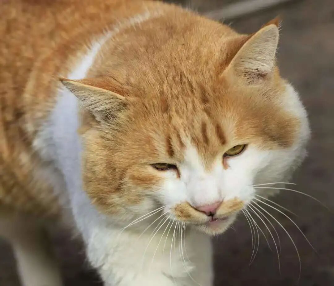 喵界惊现痛苦面具？猫奴们坐不住了！