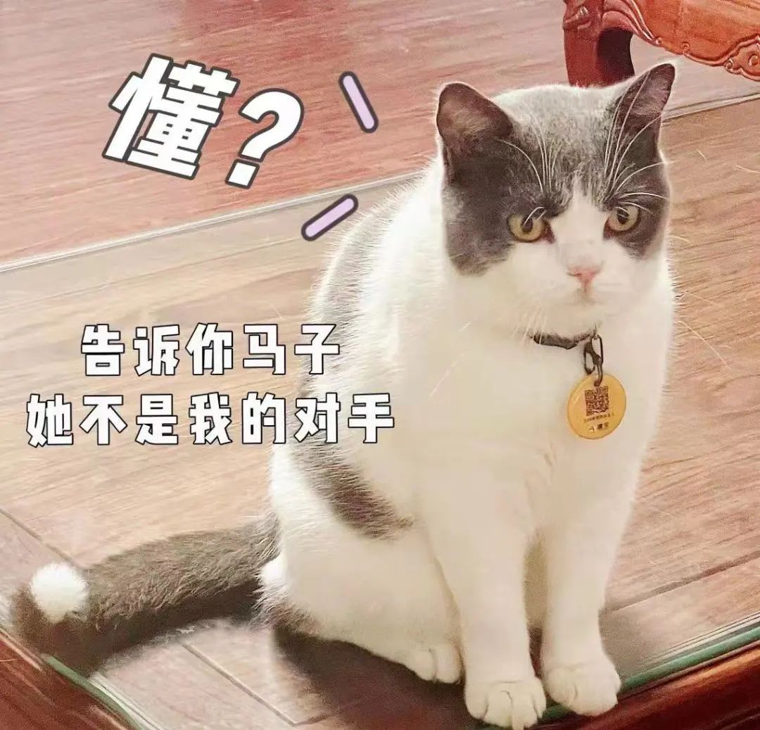 喵界惊现痛苦面具？猫奴们坐不住了！