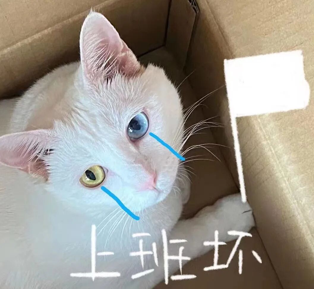 喵界惊现痛苦面具？猫奴们坐不住了！