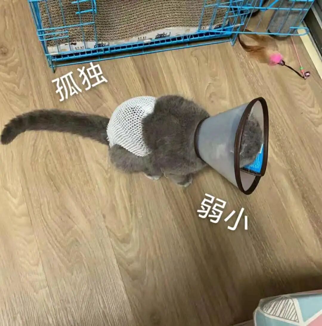 喵界惊现痛苦面具？猫奴们坐不住了！