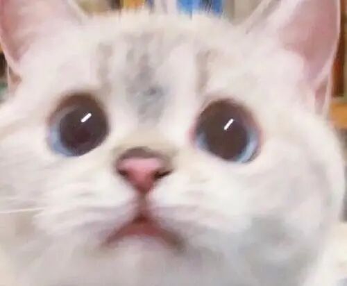 我在网上“淘”了只新猫！