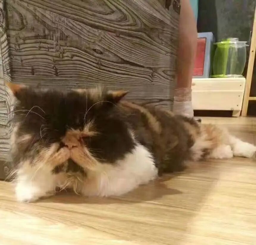 喵界惊现痛苦面具？猫奴们坐不住了！