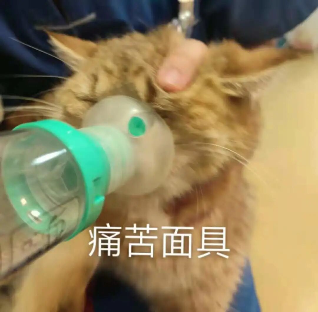 喵界惊现痛苦面具？猫奴们坐不住了！