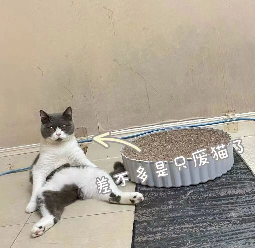 喵界惊现痛苦面具？猫奴们坐不住了！