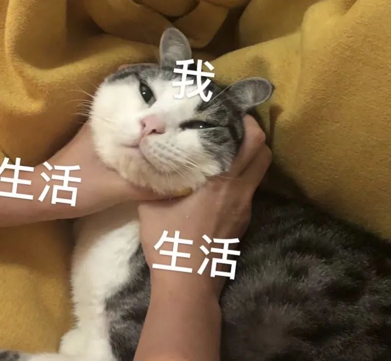 喵界惊现痛苦面具？猫奴们坐不住了！