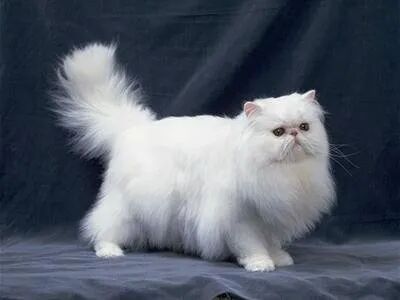 猫咪多囊肾究竟有多可怕？