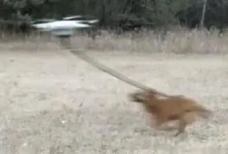 养狗的几大误区，你中了哪条？