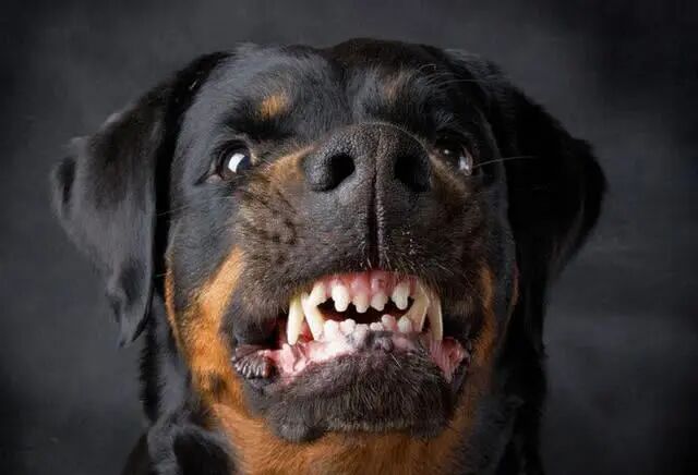 养狗的几大误区，你中了哪条？