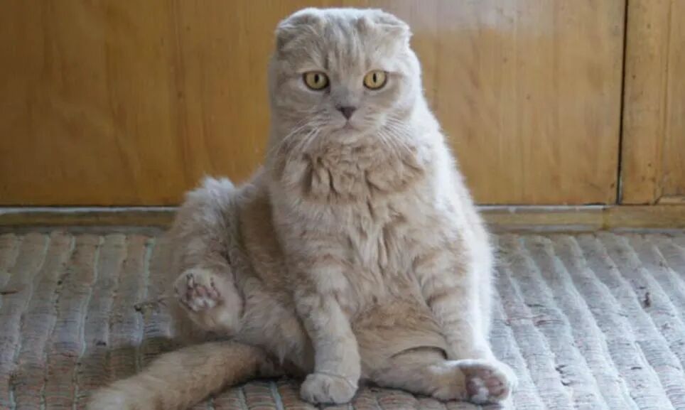 折耳猫很可爱？这几个真相你必须知道