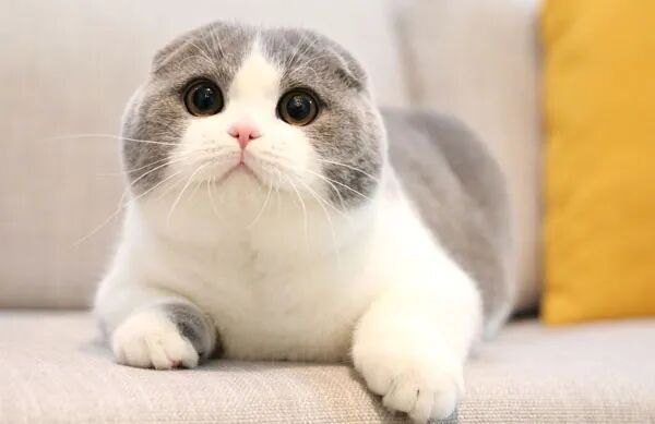 折耳猫很可爱？这几个真相你必须知道